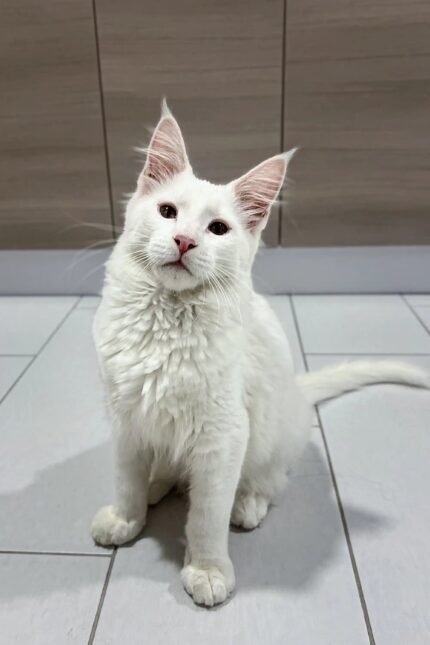 Casper | Maine Coon Kitten