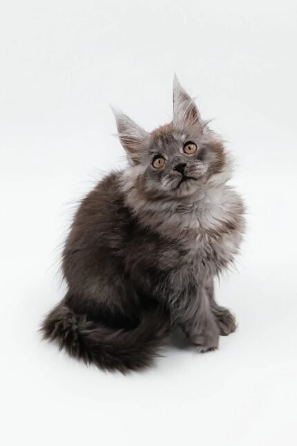 Cassie | Maine Coon Kitten