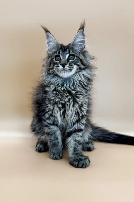 Cecelia | Maine Coon Kitten
