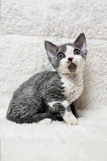 Cherry | Devon Rex Kitten