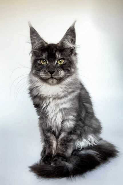Chika | Maine Coon Kitten