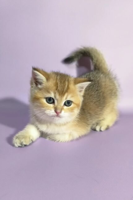 Chloe | Scottish Straight Kitten