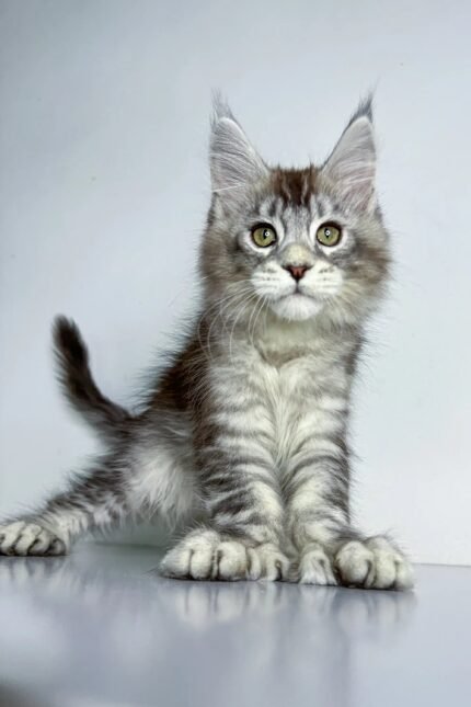 Christian | Polydactyl Maine Coon