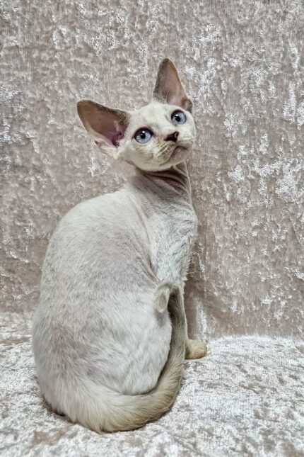 Cindy | Devon Rex Kitten