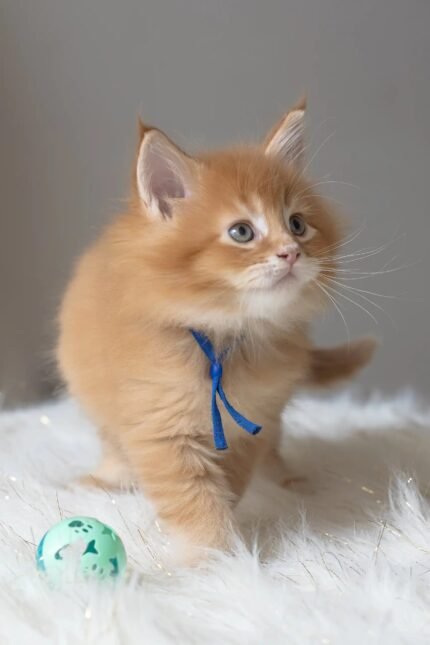 Cinnamon | Maine Coon Kitten