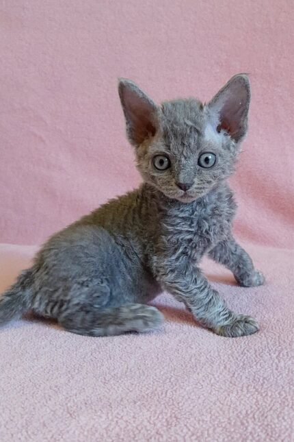 Clio | Devon Rex Kitten
