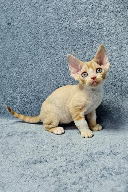 Colin | Devon Rex Kitten