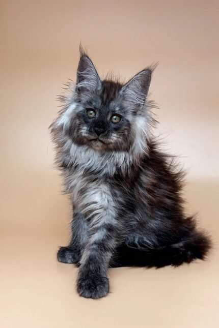 Colombia | Maine Coon Kitten