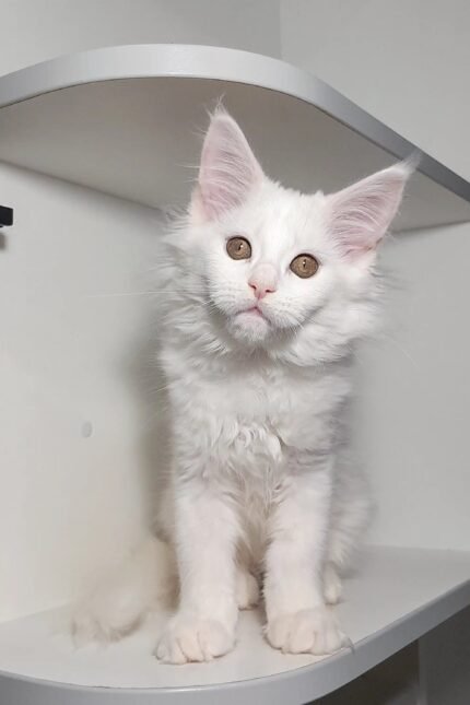 Conya | Maine Coon Kitten