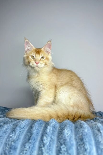 Cowboy | Polydactyl Maine Coon
