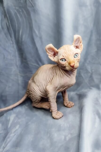 Cyrus | Elf Kitten