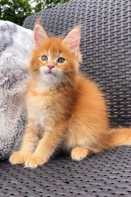 Dallas | Maine Coon Kitten