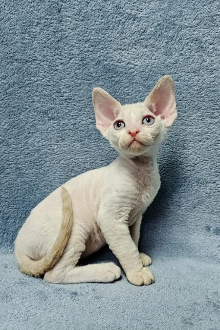 Damian | Devon Rex Kitten