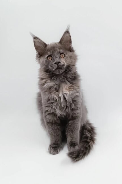 Dara | Maine Coon Kitten