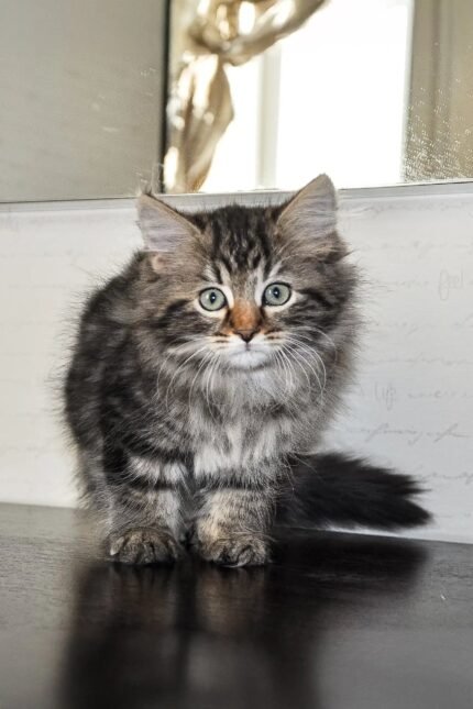 Daria | Siberian Kitten