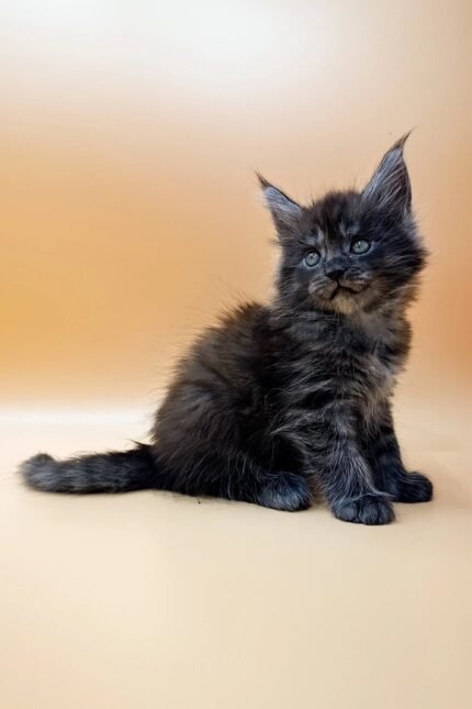 Dasha | Maine Coon Kitten