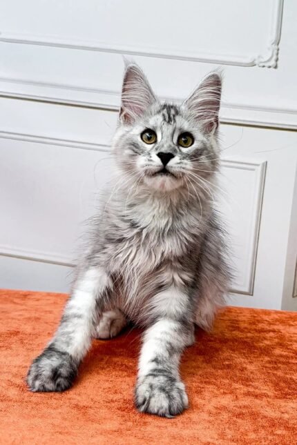 David | Maine Coon Kitten