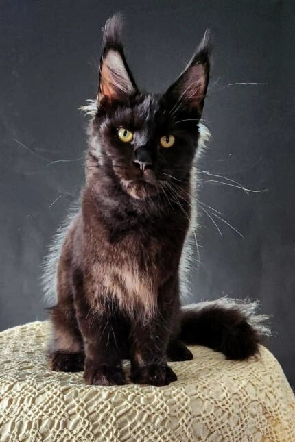 DaVinci | Maine Coon Kitten
