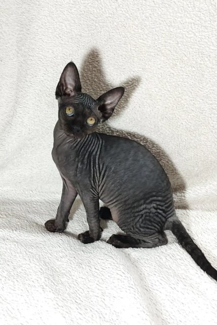 Deikadu | Canadian Sphynx Kitten