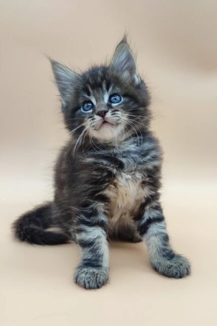 Delan | Maine Coon Kitten