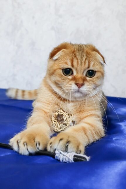 Deniel | Scottish Fold Kitten