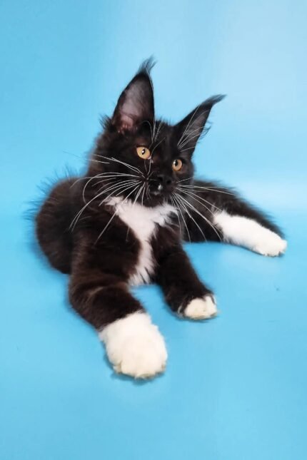 Diana | Maine Coon Kitten