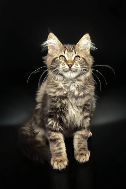 Dilan | Maine Coon Kitten