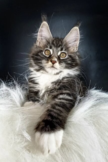 Dinis | Maine Coon Kitten