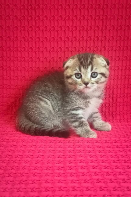 Djus | Scottish Fold Kitten