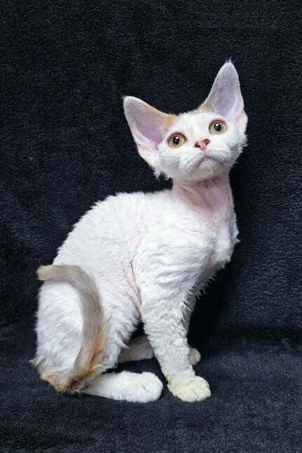 Dominica | Devon Rex Kitten