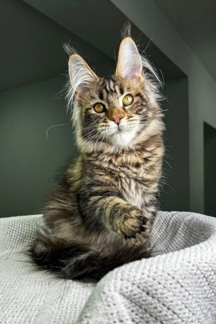 Dory | Maine Coon Kitten