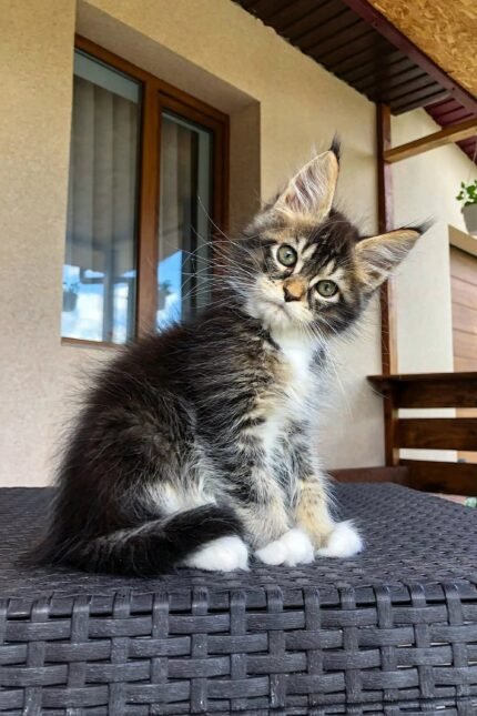 Edison | Maine Coon Kitten