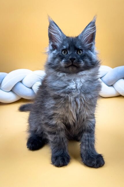 Ekler | Maine Coon Kitten