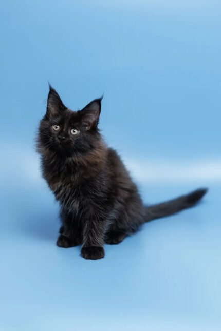Elena | Maine Coon Kitten