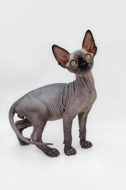 Elisey | Canadian Sphynx Kitten