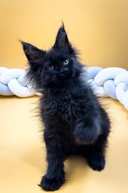 Eliza | Maine Coon Kitten