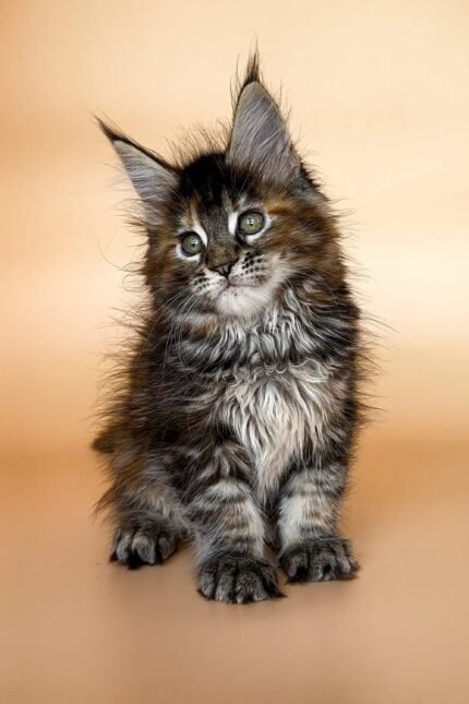 Elli | Maine Coon Kitten