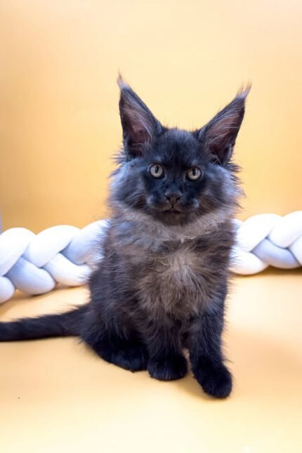 Elton | Maine Coon Kitten