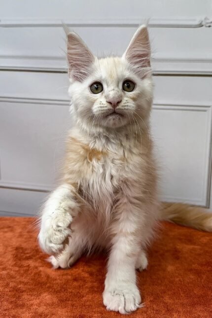 Elvis | Maine Coon Kitten