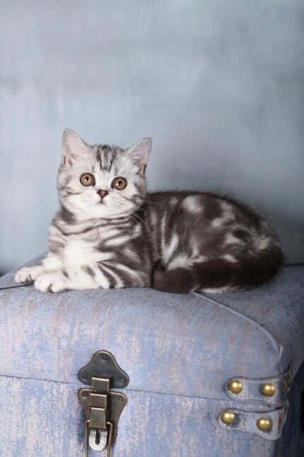 Emmy | Scottish Straight Kitten
