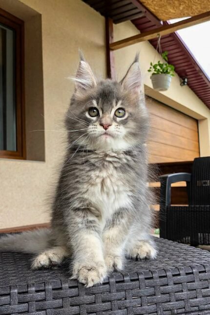 Emrys | Maine Coon Kitten
