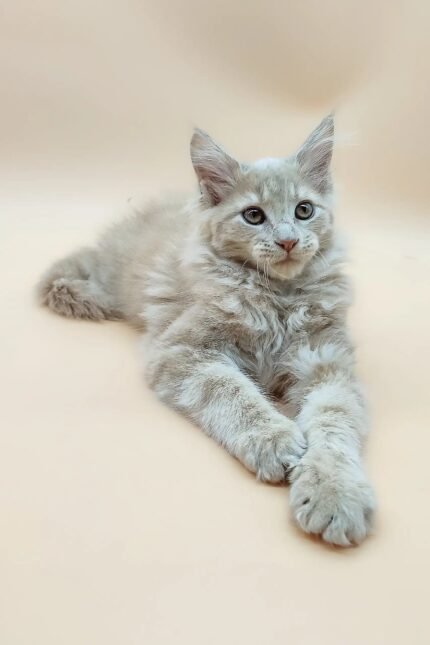 Era | Maine Coon Kitten