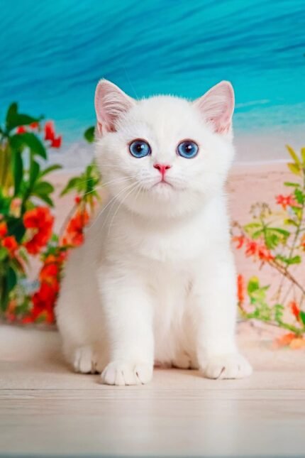 Eric | British Shorthair Kitten
