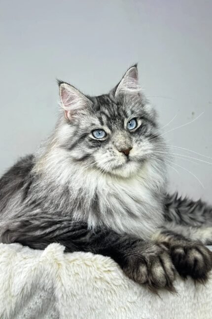 Ernest | Maine Coon Kitten