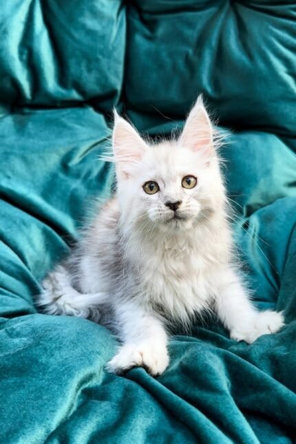 Esenia | Maine Coon Kitten