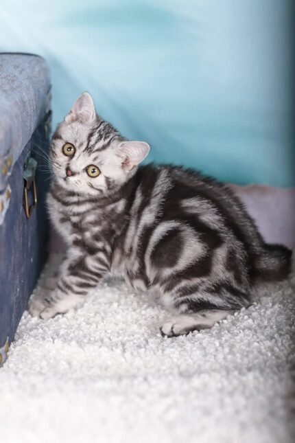 Esmir | Scottish Straight Kitten