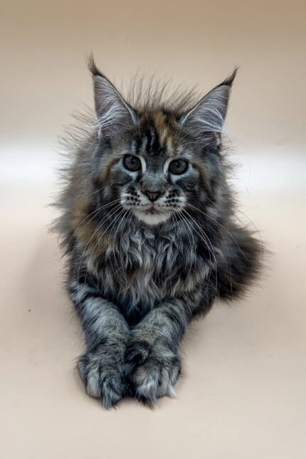 Evelin | Maine Coon Kitten
