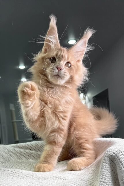 Extraordinary | Maine Coon Kitten