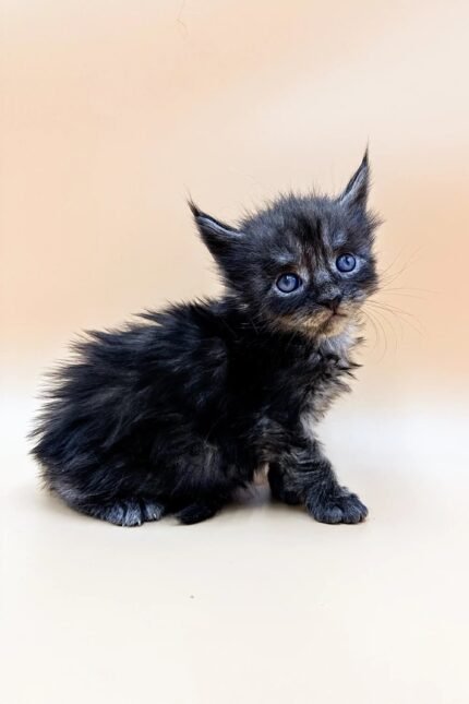 Faraon | Polydactyl Maine Coon Kitten
