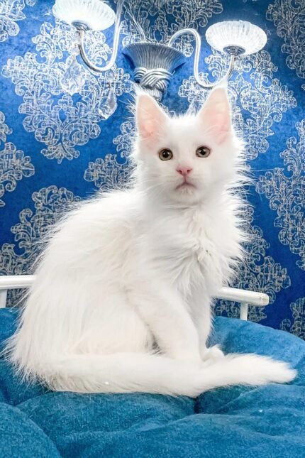 Fargo | Maine Coon Kitten
